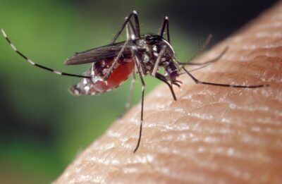 zanzare malaria