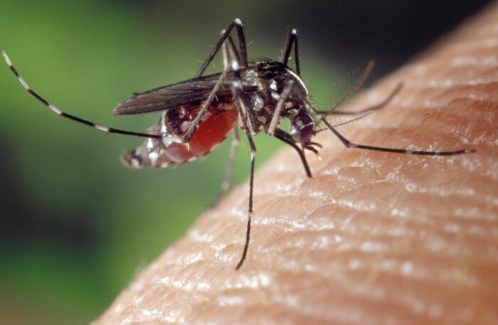 zanzare malaria