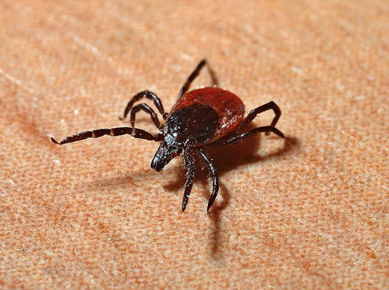 malattia di Lyme sintomi