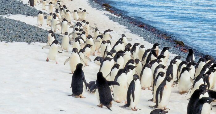 pinguini-rischio-clima-colonie