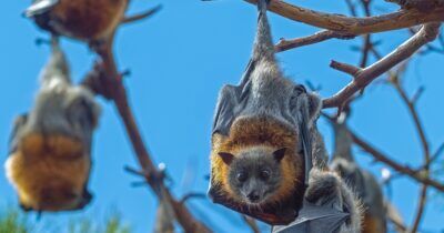 pipistrelli-rapporto-pannelli-solari