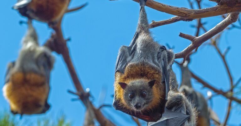 pipistrelli-rapporto-pannelli-solari