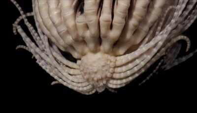 invertebrato marino scoperto in antardide