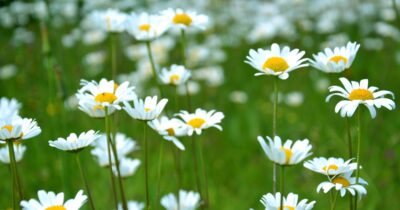 antartide-fiore-temperature-alte