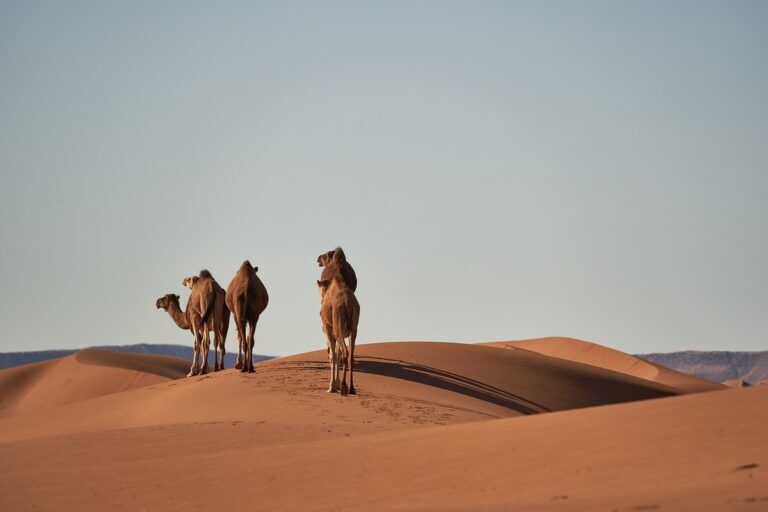 terremoto Marocco prevenzione futuro