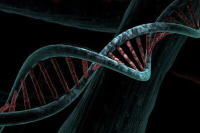 dna antico in un mattone di argilla iracheno di 2900 anni fa