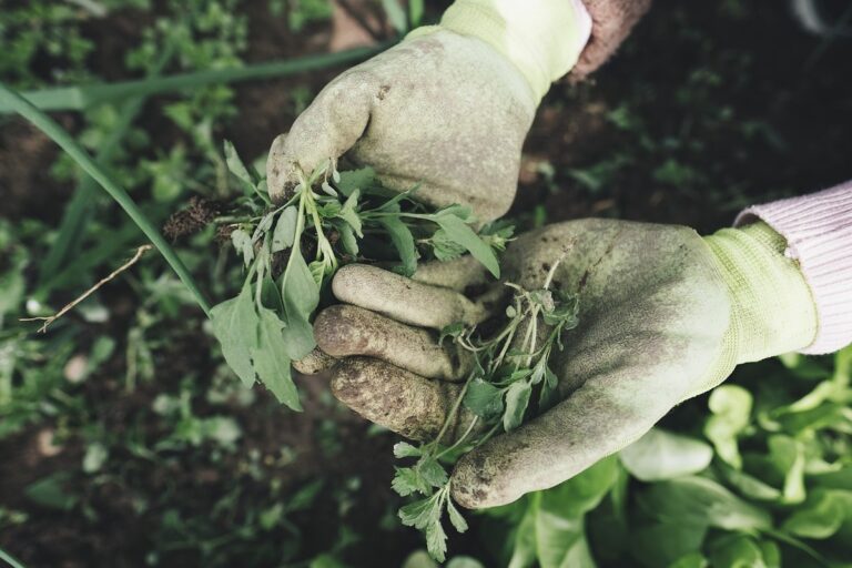 infezione gamba nera giardinaggio