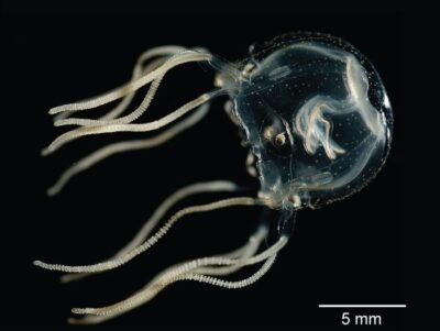 meduse in grado di apprendere