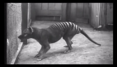 tigre della tasmania rna