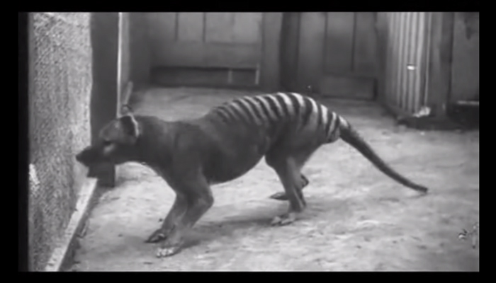 La tigre della Tasmania è il primo animale estinto da cui è stato estratto l’RNA