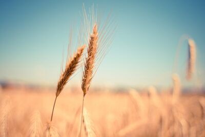 grano duro siccità