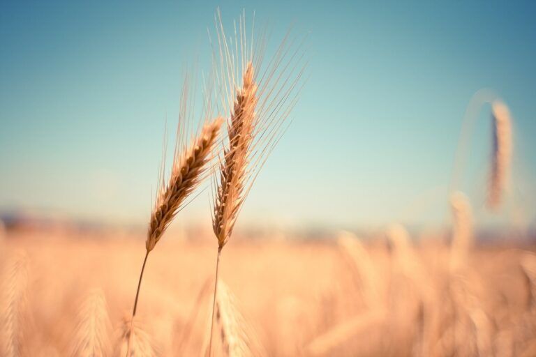 grano duro siccità