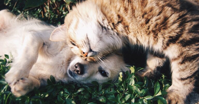 animali-domestici-rischio-salute