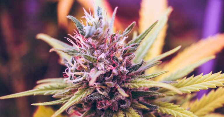 cannabis-funghi-spore-salute