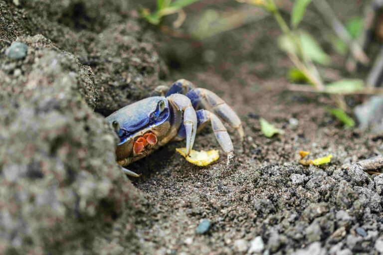 Granchio blu: il simbolo della crisi ecologica che stiamo vivendo