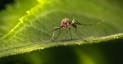 malaria-eradicata-vaccino-piano