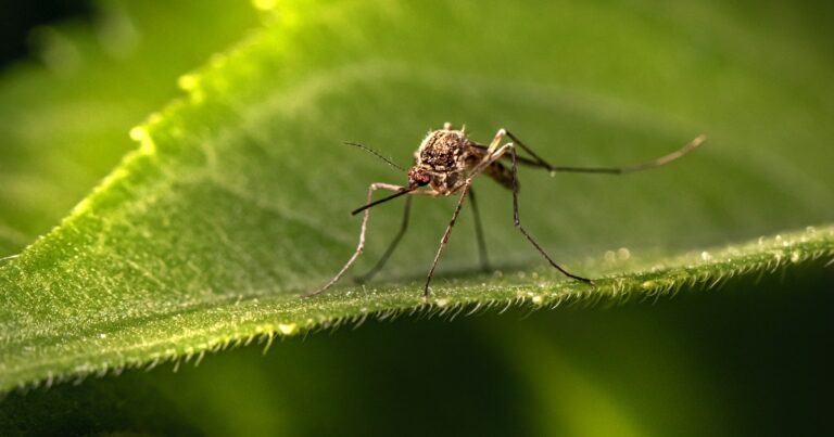 malaria-eradicata-vaccino-piano