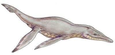 dinosauro mariono pliosauro