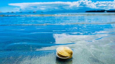 tumori-vongole (1)