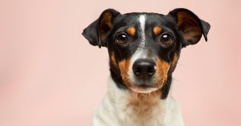 vaccini-animali-scetticismo-cani