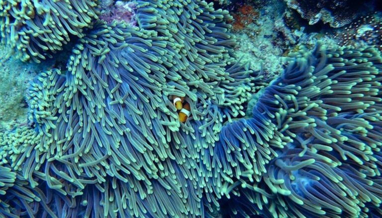 barriere coralline temperature oceaniche
