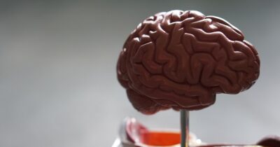 alimentazione-cervello-livello-biologico
