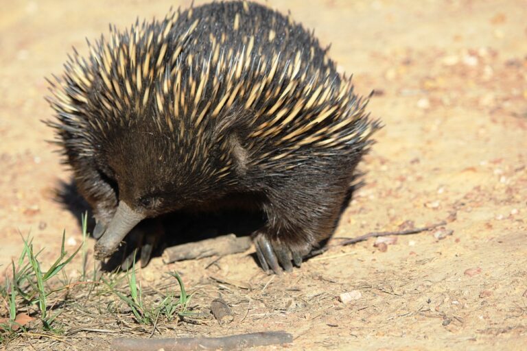 echidna