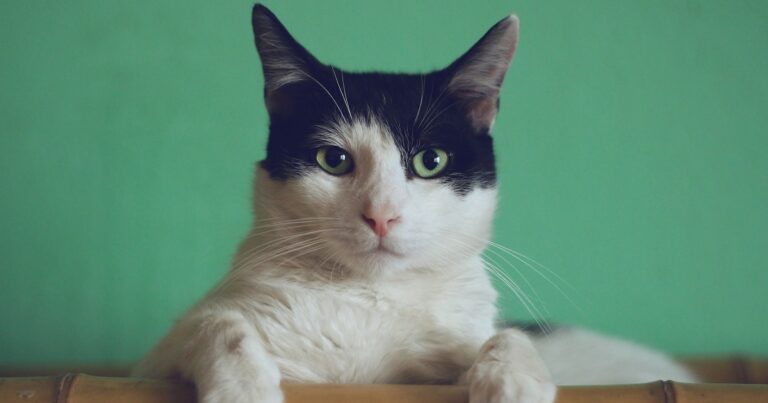 gatti-comunicano-sedere-batteri