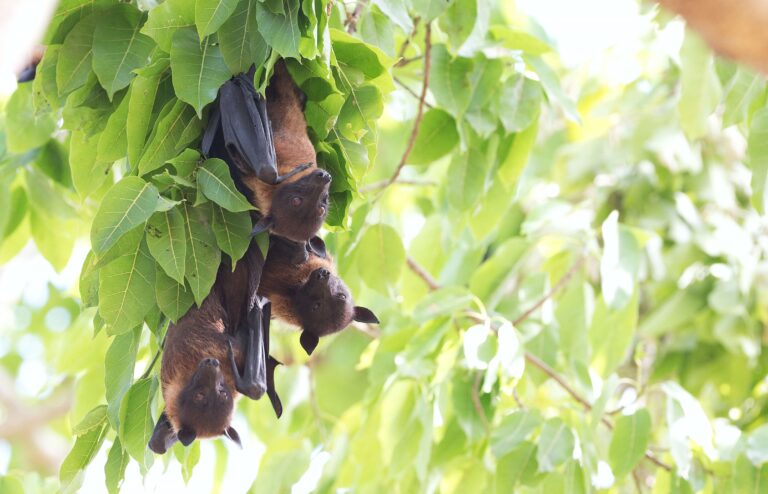 pipistrelli