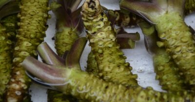 wasabi-migliora-abilità-cognitiva