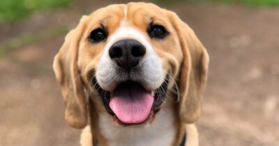 cani-domestici-carne-cruda