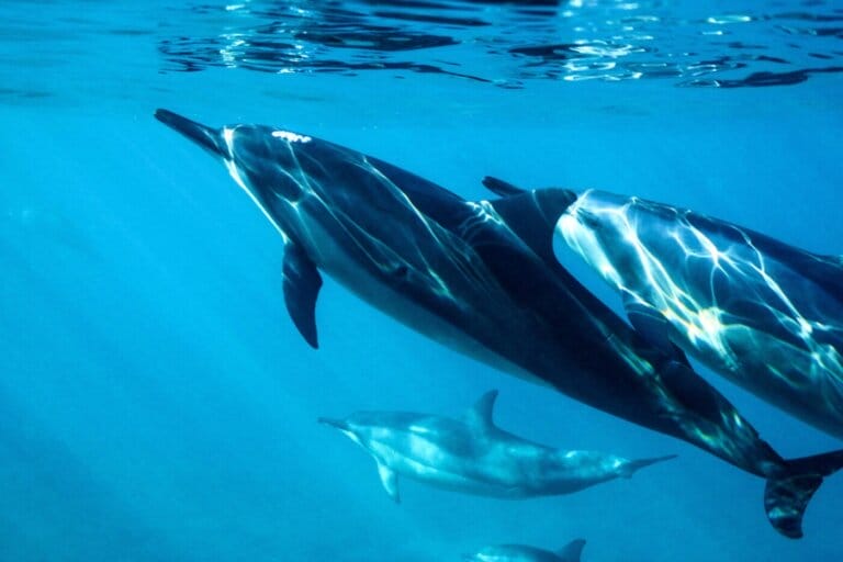 delfini