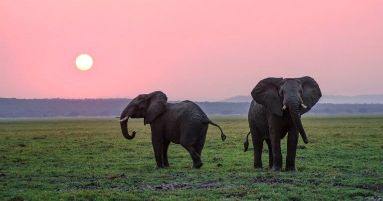 elefanti-mistero-stragi-africa