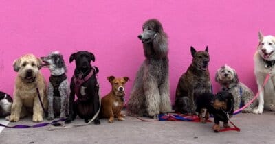 cani-dotati-segreto-animali