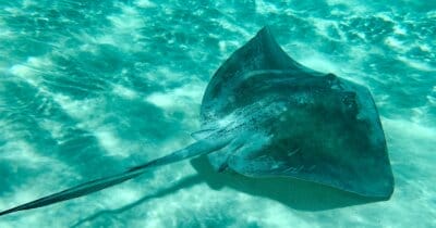 primo-pesce-estinto-uomo