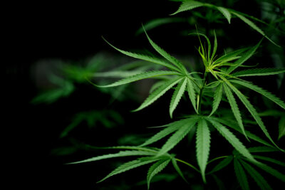 cannabis corpo umano