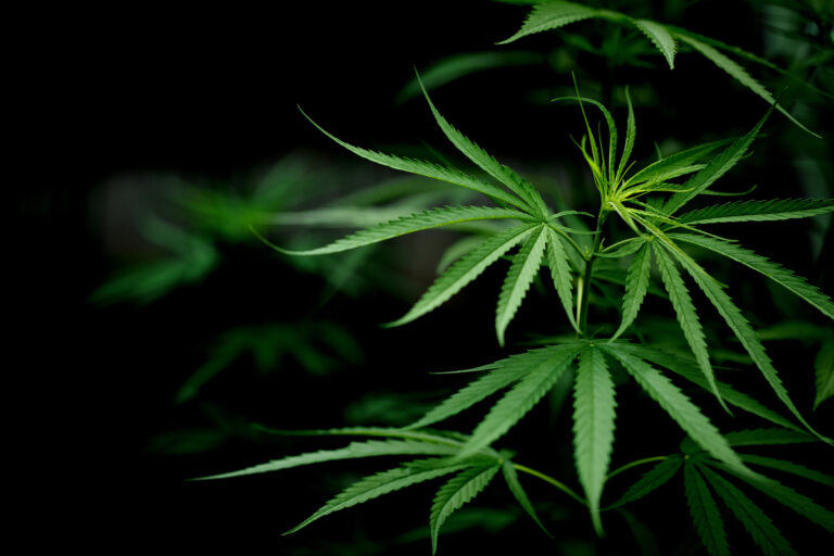 cannabis corpo umano