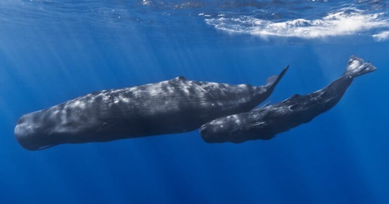 capodogli-cetacei-clan-società