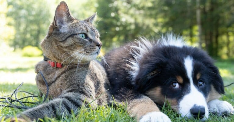 animali-domestici-declino-cognitivo