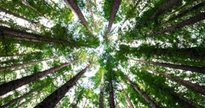 cambiamento-climatico-alberi-effetti