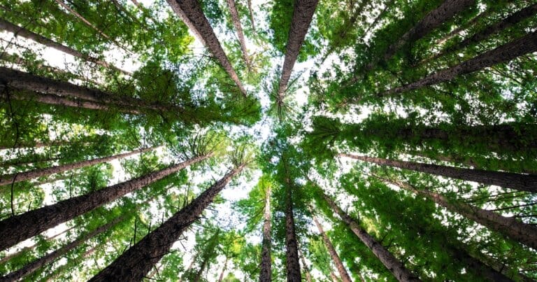 cambiamento-climatico-alberi-effetti