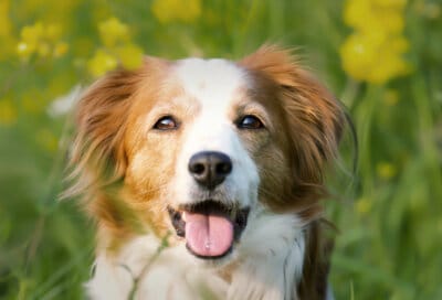 cani scodinzolare amore umano ritmo