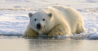 influenza-aviaria-orso-polare