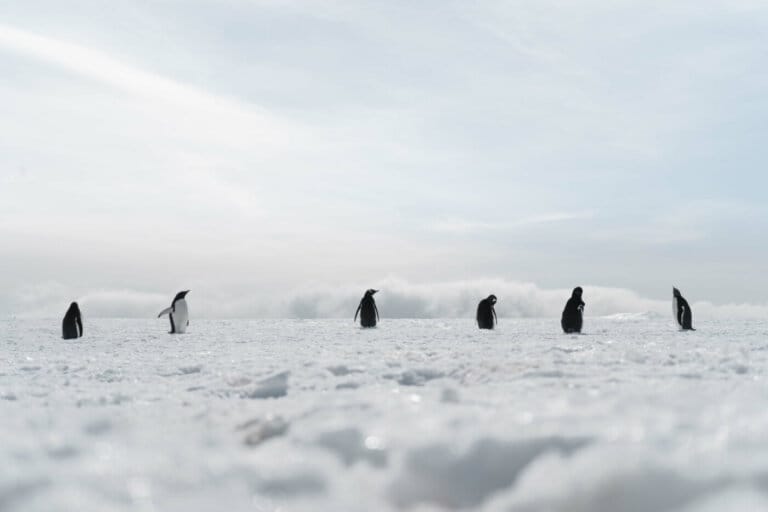 pinguini-imperatore