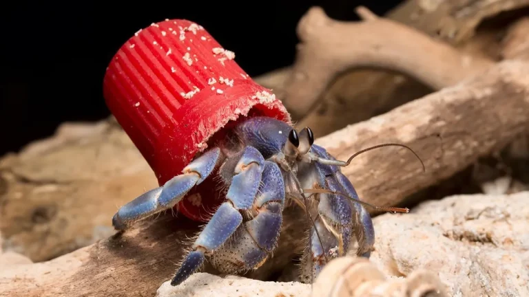 Granchi eremiti e il fenomeno globale delle conchiglie di plastica
