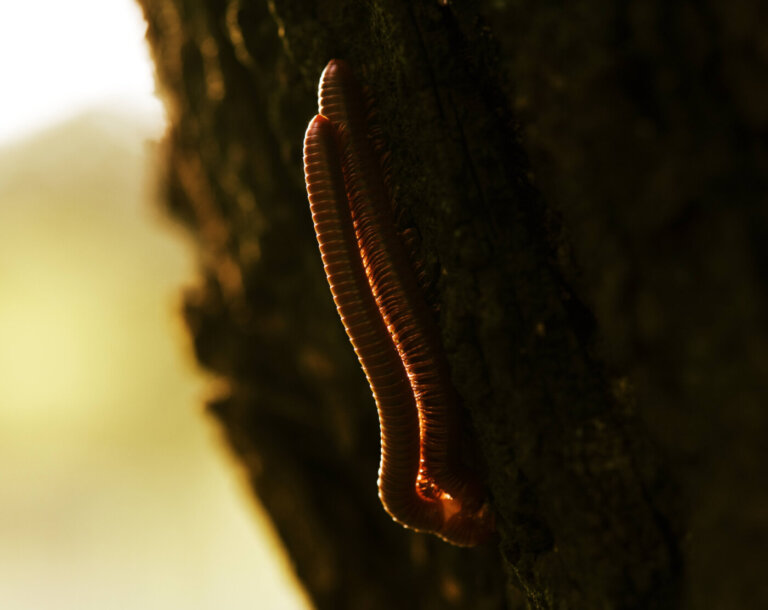 verme terrore