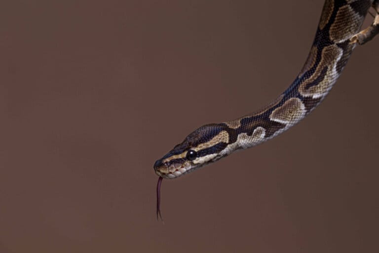 evoluzione-serpenti