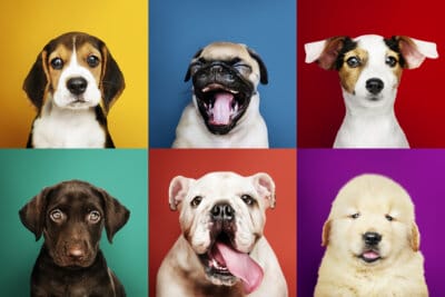 animali sentire odore paura