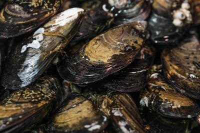 cozze-coagulazione