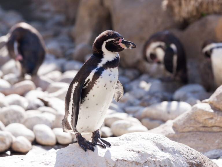 sonno pinguini